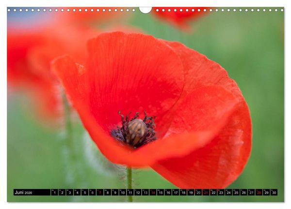 Produktbild: BLUMEN Zauber der Farben und Formen (Wandkalender 2026 DIN A3 quer), CALVENDO Monatskalender
