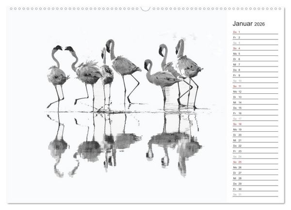 Produktbild: Flamingo Impressionen 2026 (hochwertiger Premium Wandkalender 2026 DIN A2 quer), Kunstdruck in Hochglanz