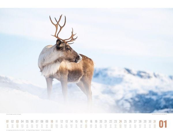 Produktbild: Tierwelt Skandinavien Kalender 2027
