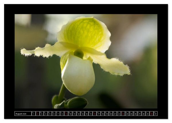 Produktbild: Frauenschuhe - die sch&ouml;nsten Orchideen der Welt (Tischkalender 2026 DIN A5 quer), CALVENDO Monatskalender