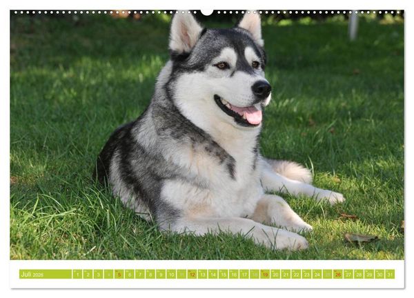 Produktbild: Siberian Husky - der Urtyp (hochwertiger Premium Wandkalender 2026 DIN A2 quer), Kunstdruck in Hochglanz