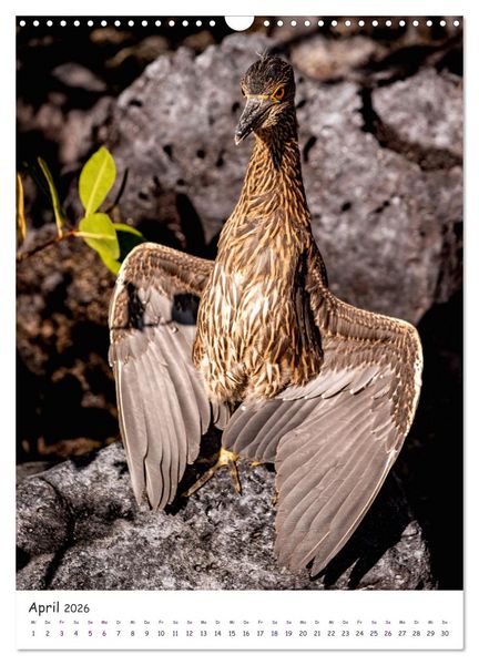 Produktbild: Wildlife - Die Tierwelt der Galapagos Inseln (Wandkalender 2026 DIN A3 hoch), CALVENDO Monatskalender