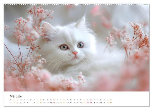Produktbild: Katzen - sanfte Sch&ouml;nheiten (Wandkalender 2026 DIN A2 quer), CALVENDO Monatskalender
