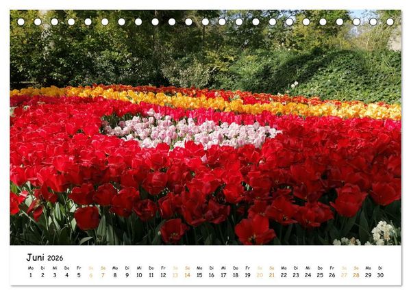 Produktbild: Auf Tour im Land der Tulpen (Tischkalender 2026 DIN A5 quer), CALVENDO Monatskalender