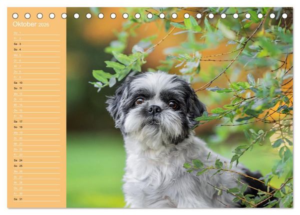 Produktbild: Hunde im Fokus (Tischkalender 2026 DIN A5 quer), CALVENDO Monatskalender