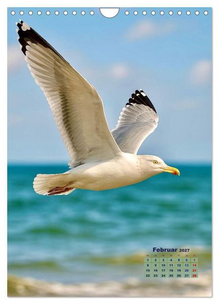 Produktbild: Seev&ouml;gel an der Nordsee (Wandkalender 2027 DIN A4 hoch), CALVENDO Monatskalender