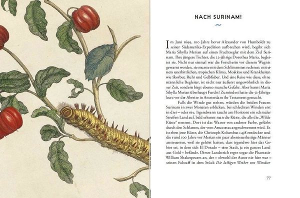 Produktbild: Maria Sibylla Merians Reise zu den Schmetterlingen
