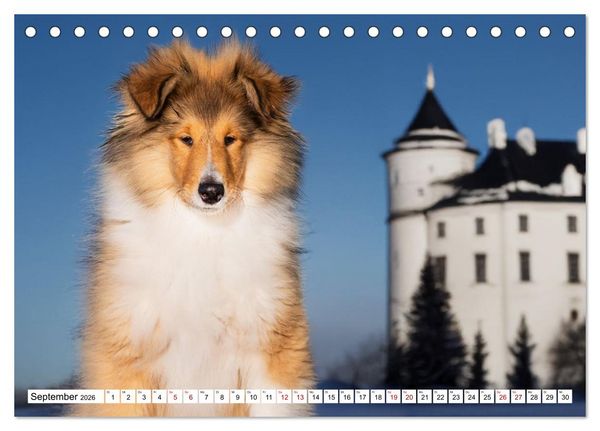Produktbild: Traumhund Collie - Mein bester Freund (Tischkalender 2026 DIN A5 quer), CALVENDO Monatskalender