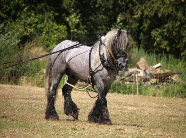Produktbild: Trait Poitevin (Puzzle)