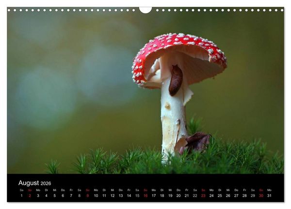 Produktbild: Faszination Wald. Waldimpressionen aus Nordhessen von Lutz Klapp (Wandkalender 2026 DIN A3 quer), CALVENDO Monatskalender