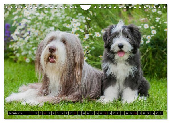 Produktbild: Liebenswerter Clown Bearded Collie (Wandkalender 2026 DIN A4 quer), CALVENDO Monatskalender