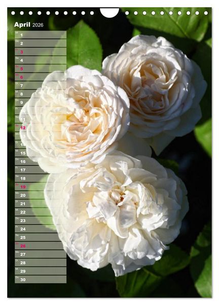Produktbild: Rosen f&uuml;r DICH / Geburtstagskalender (Wandkalender 2026 DIN A4 hoch), CALVENDO Monatskalender
