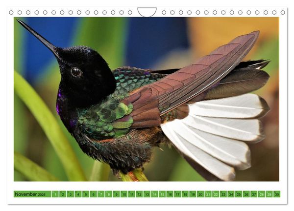 Produktbild: Kolibris; Anmut, Sch&ouml;nheit, Farben (Wandkalender 2026 DIN A4 quer), CALVENDO Monatskalender