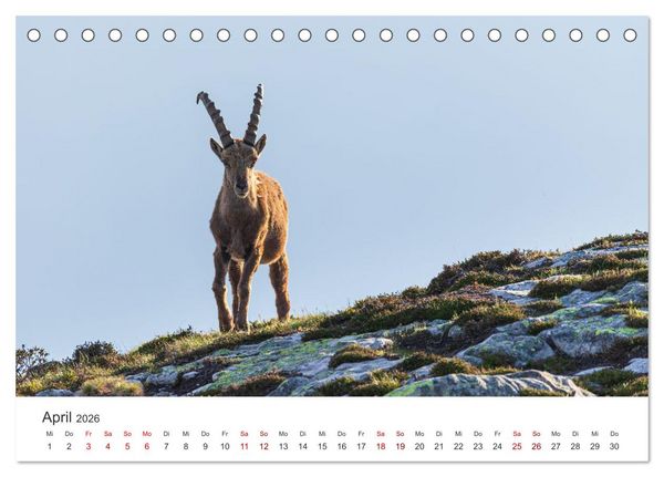 Produktbild: Steinbock - K&ouml;nig der Alpen (Tischkalender 2026 DIN A5 quer), CALVENDO Monatskalender