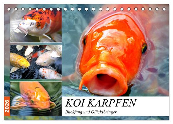 Koi Karpfen. Blickfang und Glücksbringer (Tischkalender 2026 DIN A5 quer), CALVENDO Monatskalender