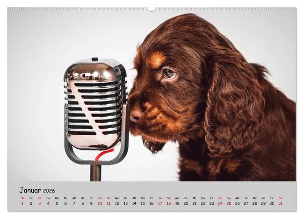 Produktbild: Elvis ein Engl. Cocker Spaniel wird Gro&szlig; (Wandkalender 2026 DIN A2 quer), CALVENDO Monatskalender