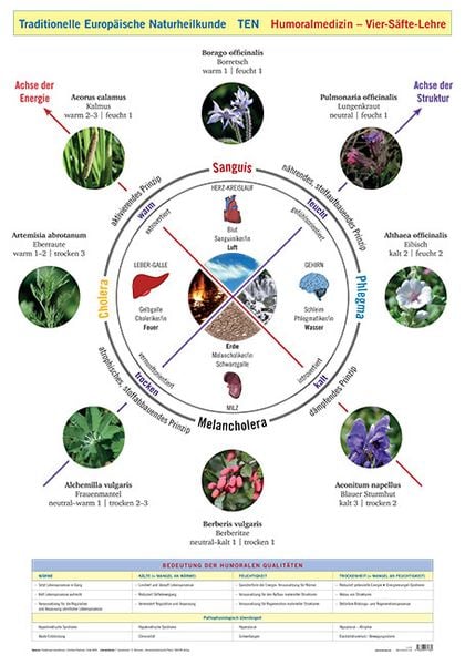 Produktbild: Wandtafel Traditionelle Europ&auml;ische Naturheilkunde TEN