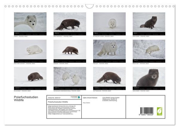 Produktbild: Polarfuchsstudien Wildlife (Wandkalender 2026 DIN A3 quer), CALVENDO Monatskalender