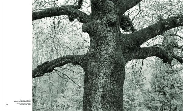 Produktbild: Olmsted Trees