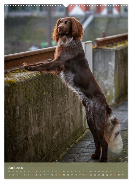 Produktbild: Deutsch Langhaar Butz - Jagdhund mit Passion und Herzblut (Wandkalender 2026 DIN A2 hoch), CALVENDO Monatskalender