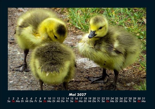 Produktbild: Welt der V&ouml;gel 2027 Fotokalender DIN A4