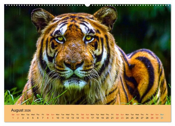 Produktbild: Just Bengal Tigers (High Quality Premium Wall Calendar 2026 DIN A2 landscape),CALVENDO 12 Month Wall Calendar