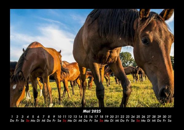 Produktbild: Pferde Kalender 2025 Fotokalender DIN A3