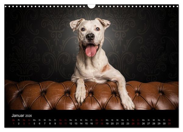 Produktbild: DOGO ARGENTINO (Wandkalender 2026 DIN A3 quer), CALVENDO Monatskalender