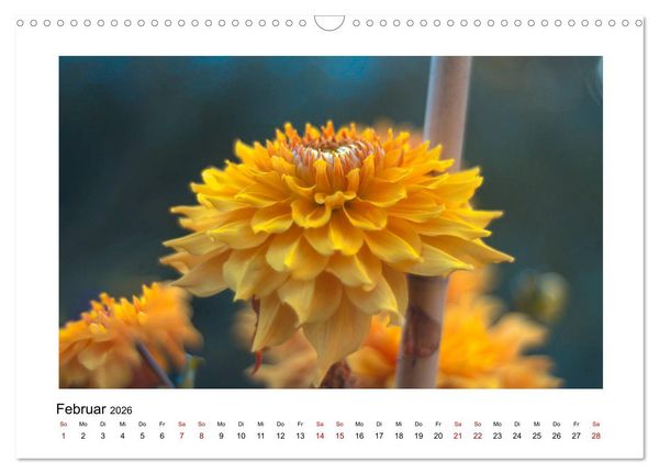 Produktbild: Oranger Bl&uuml;tentraum (Wandkalender 2026 DIN A3 quer), CALVENDO Monatskalender