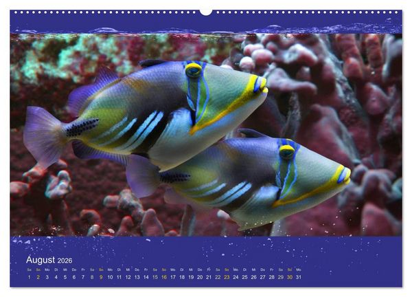 Produktbild: Korallenfische im Lichtschimmer des Meeres (hochwertiger Premium Wandkalender 2026 DIN A2 quer), Kunstdruck in Hochglanz