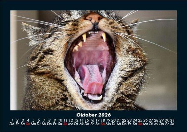 Produktbild: F&uuml;r Katzenfreunde 2026 Fotokalender DIN A5
