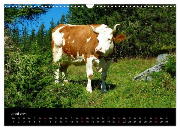 Produktbild: Die Welt der K&uuml;he (Wandkalender 2026 DIN A3 quer), CALVENDO Monatskalender