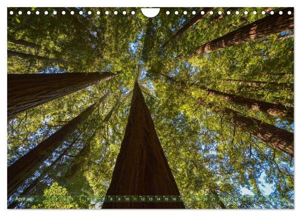 Produktbild: Spaziergang im Wald (Wandkalender 2027 DIN A4 quer), CALVENDO Monatskalender