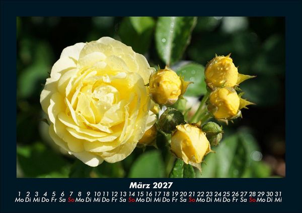Produktbild: Blumentr&auml;ume 2027 Fotokalender DIN A5