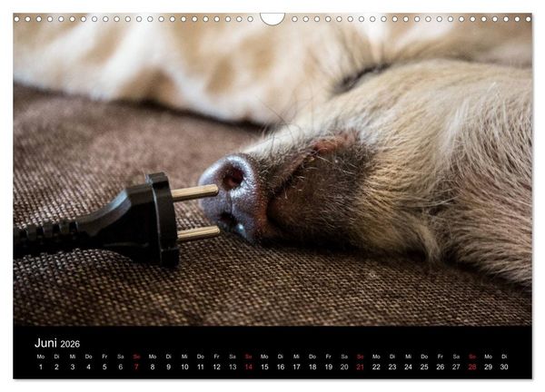 Produktbild: Kleine Schweinereien (Wandkalender 2026 DIN A3 quer), CALVENDO Monatskalender