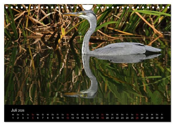 Produktbild: Aus dem Leben der Graureiher (Wandkalender 2026 DIN A4 quer), CALVENDO Monatskalender