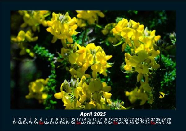Produktbild: Blumenkalender 2025 Fotokalender DIN A5