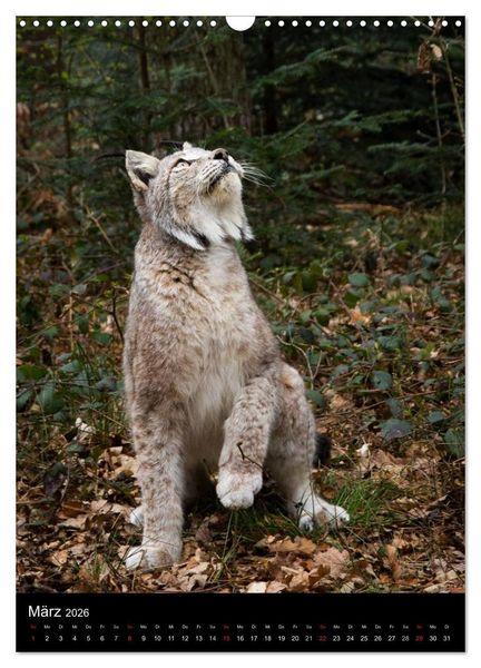 Produktbild: Der Luchs - Europas gr&ouml;&szlig;te Samtpfote (Wandkalender 2026 DIN A3 hoch), CALVENDO Monatskalender