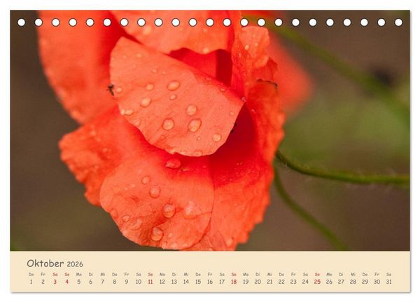 Produktbild: Mohnblumen - rote Sch&ouml;nheiten (Tischkalender 2026 DIN A5 quer), CALVENDO Monatskalender