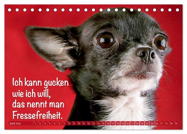 Produktbild: Chihuahua: Kleine Hunde, aber oho (Tischkalender 2026 DIN A5 quer), CALVENDO Monatskalender
