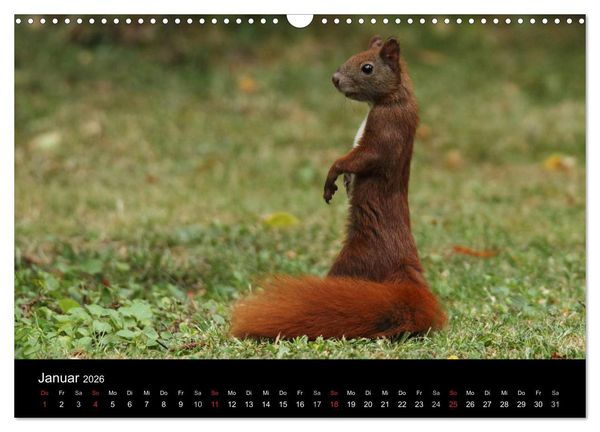 Produktbild: Artist im Garten. Das Eichh&ouml;rnchen (Wandkalender 2026 DIN A3 quer), CALVENDO Monatskalender