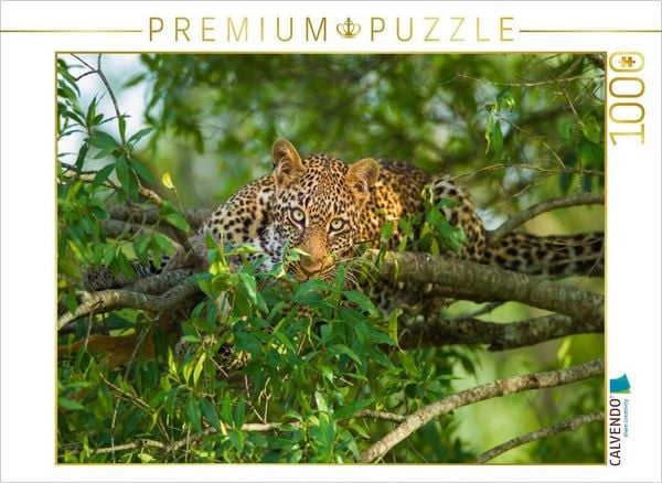 CALVENDO Puzzle Leopard, Masai Mara, Kenia. | 1000 Teile Lege-Größe 64x48cm Foto-Puzzle für glückliche Stunden