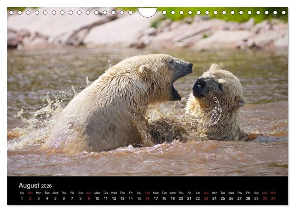 Produktbild: POLAR BEARS - ARCTIC LEGENDS (Wall Calendar 2026 DIN A4 landscape), CALVENDO 12 Month Wall Calendar