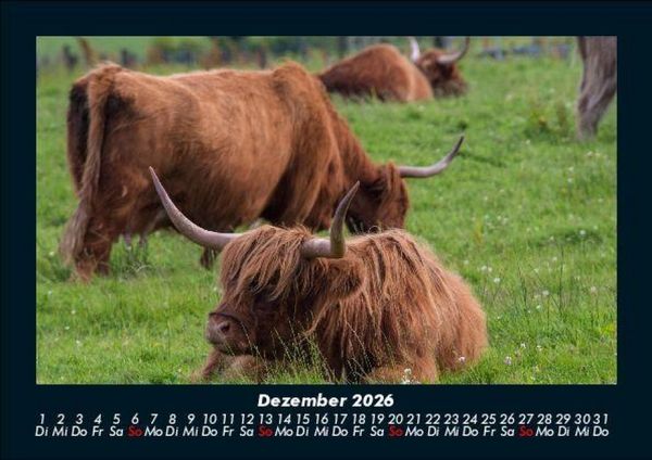 Produktbild: Kuhkalender 2026 Fotokalender DIN A5