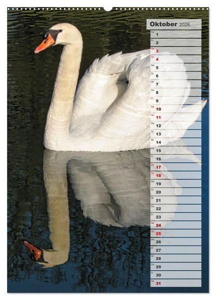 Produktbild: Stolze Schw&auml;ne (Wandkalender 2026 DIN A2 hoch), CALVENDO Monatskalender