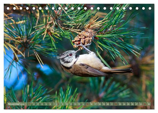 Produktbild: Wilder Dar&szlig; - Fuchs, Hirsch und Co. 2026 (Tischkalender 2026 DIN A5 quer), CALVENDO Monatskalender