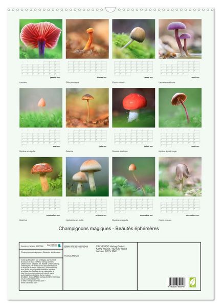 Produktbild: Champignons magiques - Beaut&eacute;s &eacute;ph&eacute;m&egrave;res (Calendrier mural 2027 DIN A2 horizontal), CALVENDO calendrier mensuel
