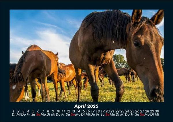 Produktbild: Die Welt der Pferde 2025 Fotokalender DIN A5