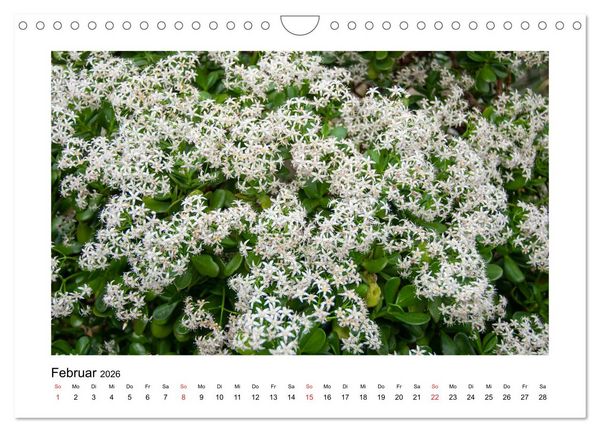 Produktbild: Kakteen und Sukkulenten (Wandkalender 2026 DIN A4 quer), CALVENDO Monatskalender