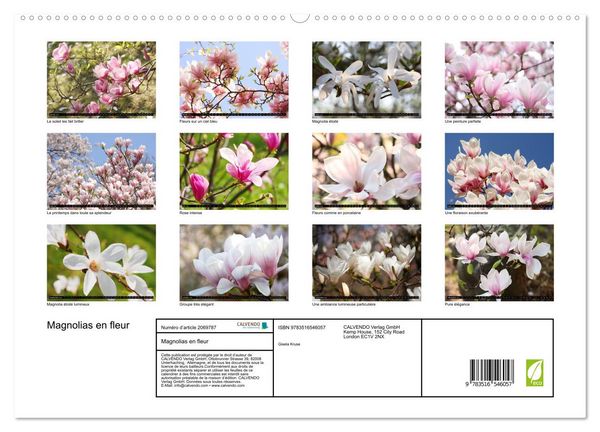 Produktbild: Magnolias en fleur (Calendrier mural 2026 DIN A2 vertical) calendrier de bureau